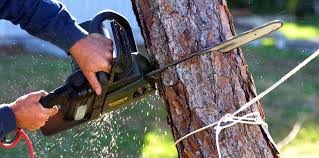 How Our Tree Care Process Works  in Wathena, KS